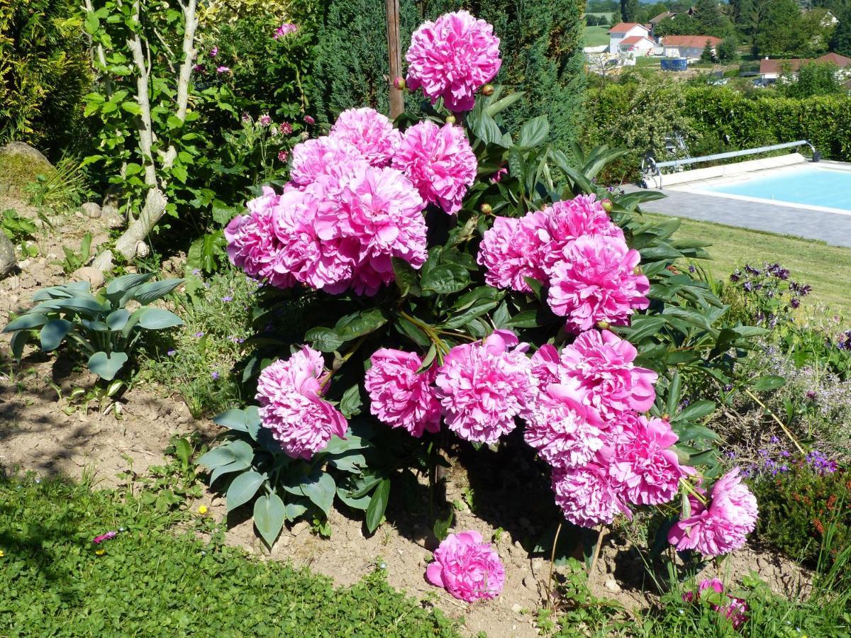 Les Enselmes Bed and Breakfast Montagnieu  Exteriör bild